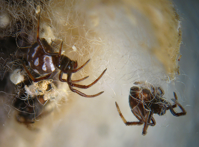 Latrodectus tredecimguttatus - Ceriale (SV)